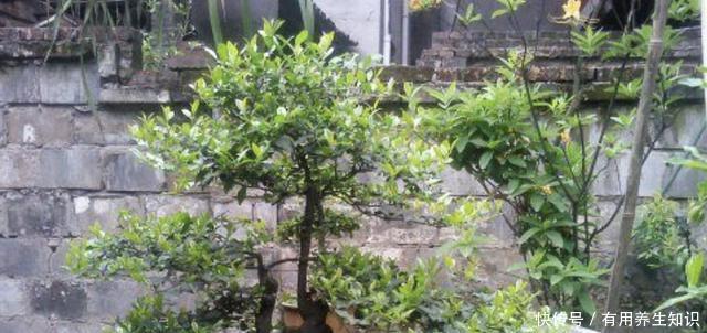 #花盆#王小姐爱养花,去山上挖了“废木头”,种花盆上,变成“金弹子”