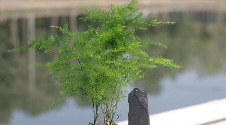  植物■用2种“水”,浇一浇,文竹叶子更加翠绿,新芽爆满盆