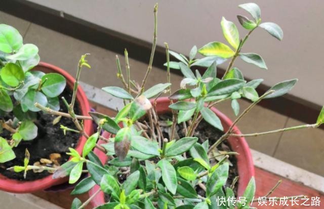 栀子花@新手养栀子,黄叶非常多,4个原因看一看!