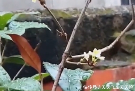 农村门前种树有“讲究”这3种树有好寓意，种好了福泽自来