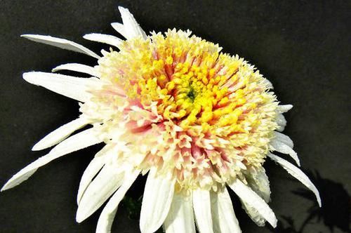  #果汁阳台#喜欢玫瑰，不如养盆“珍奇菊花”盘龙彩桂，似白玉藕粉，分外妖娆