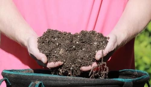  『回家』老园丁告诉我，盆栽植物买回家后，4个步骤处理后可活得更滋润