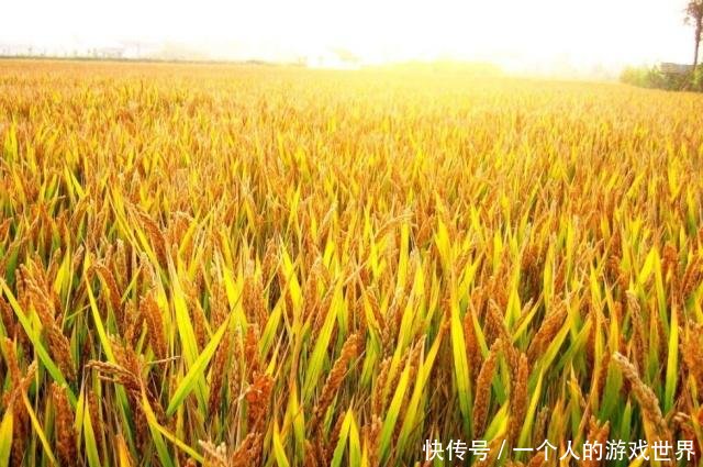 粮价突变19年补贴定不得超过300元亩！直接打卡！