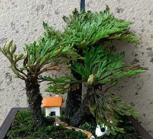  『回家』看见这植物，挖回家放盆里，越养越值钱，可成盆栽佳品