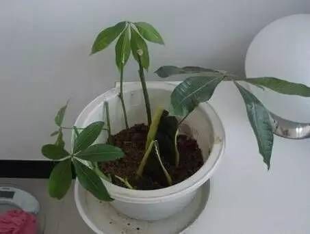  扦插繁殖■想要开花满枝又想净化绿植，下面5种就能满足你
