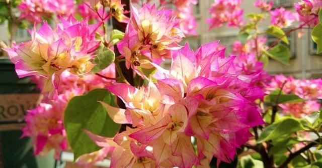  『三角梅』三角梅哪种美？不要错过4个品种，颜值高，看一眼就心动
