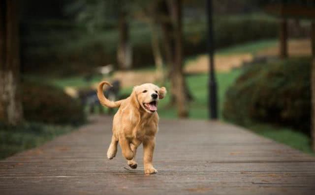 因狗吠影响睡眠