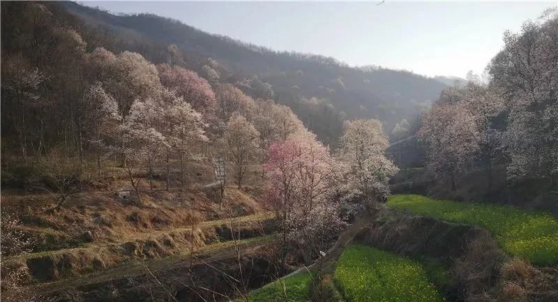 3月,低调六安意外爆红!一组照片,全国人民都被美哭了!【2020热门旅游景点】