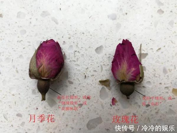  『玫瑰』玫瑰、月季傻傻分不清看这里