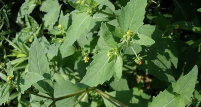  「喜欢」农村一种喜欢粘人的野草，人称“豨签草”，却是祛风湿