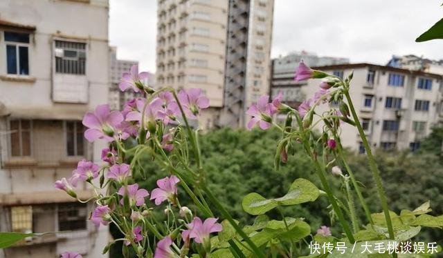  [竟然]这两种野草和配菜，在花盆都能长得很茂盛，竟然浑身是宝
