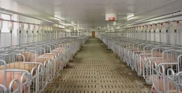 1.8万吨阿根廷进口猪肉到港, 专家: 压根不够吃货们塞牙缝儿!