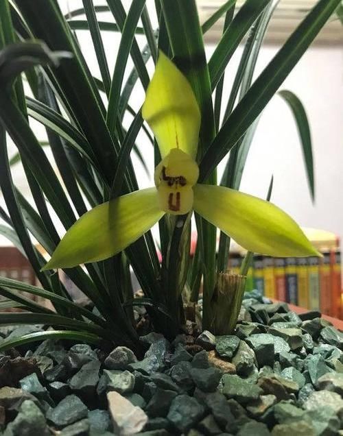  [不开花的因素]兰花出现“烧苞”，原因有很多，避开4个“陷阱”，开花停不下