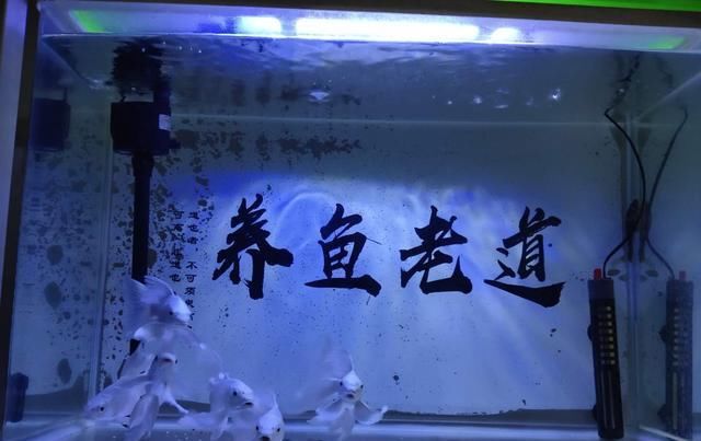 『新鱼友』蝴蝶鲤虽然也是鲤鱼,不要把它们和其他鲤鱼混养,金鱼也不行