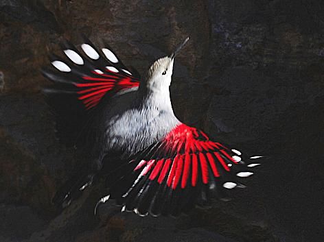  #碰见#这种野生物，很是珍贵，你有幸在山上碰见，请将其放走，