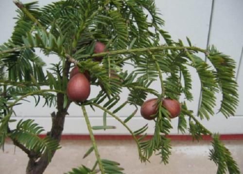  【这一种】这种3年才会结果的植物，是一种坚果零食，如今市面上