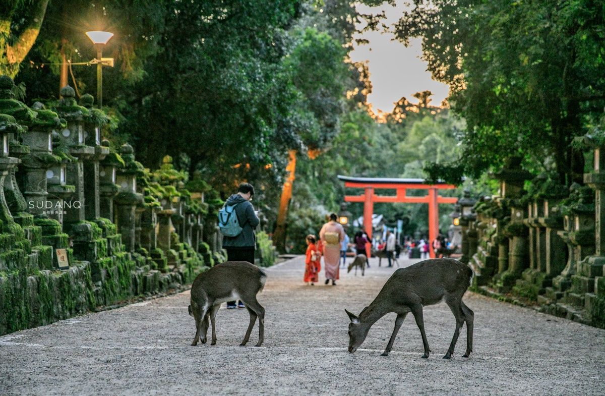 古都奈良,日本人称之东方的罗马,春日大社被