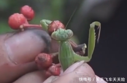 农村门前种树有“讲究”这3种树有好寓意，种好了福泽自来
