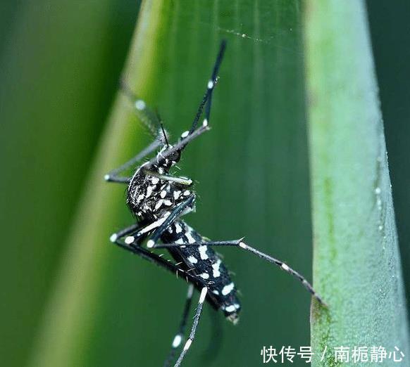  [时间]“花蚊子在我国出现时间并不长，但人们白天已无法乘凉，