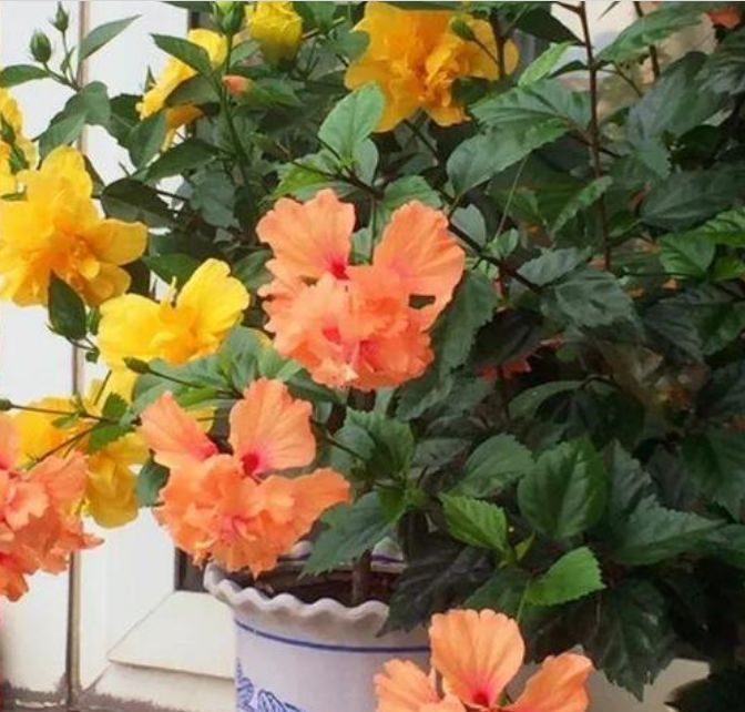  #春天#这几种花很适合春天阳台养，浇水少开花美，花期长最爆盆，美爆你阳台