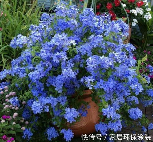 美爆:几种花是夏天的宠儿,耐旱好养好清新,寓意吉祥美爆盆!