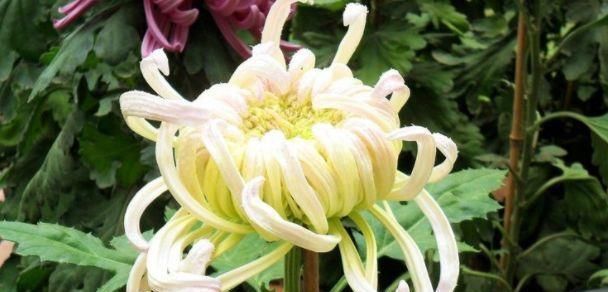  喜欢：喜欢养菊花，就养盆“稀有菊花”，花开“唐宇傲狮”，大气磅礴！