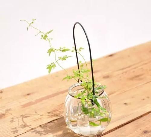  「枝条」多肉植物居然还能水培？？当然这些前提还是有的
