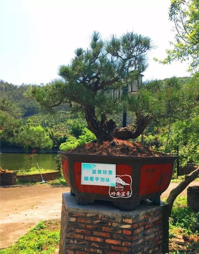 盆景大师都爱玩，山松会否成为下一个热点？