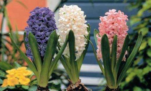 风信子■家养5款花卉,浇点水嗖嗖长,花大胜牡丹,繁花似锦,美翻整个家