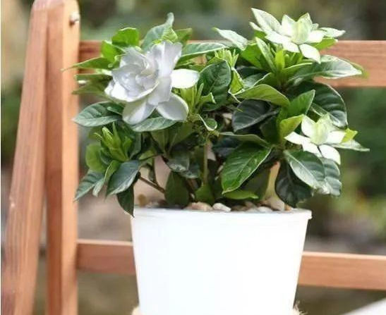  「还要」比香水还要香的9种花，养在阳台上，满屋飘香