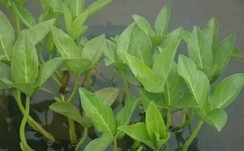  #种奇怪的草#农村有种怪草，人吃了就想睡，失眠的人把它当成宝