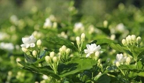  『枝干』掌握这3种方法，茉莉花扦插出好几盆，年年开花满屋飘香！