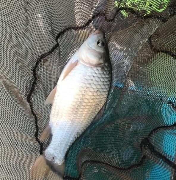  『水里』没鱼咬钩真不一定是水里没鱼，想要鱼口变好，可以试着这样调整