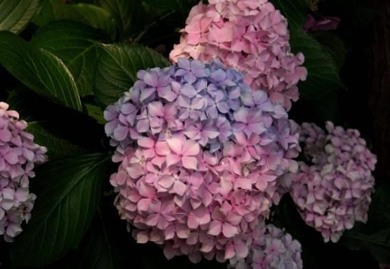  『新手』“3种花”容易死，新手不要碰，不然一浇水就烂根，盆盆花儿落