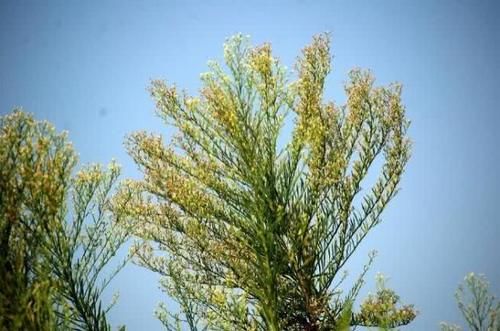 这入侵物种，曾在农村泛滥，如今却逐渐消失，7元一斤很抢手