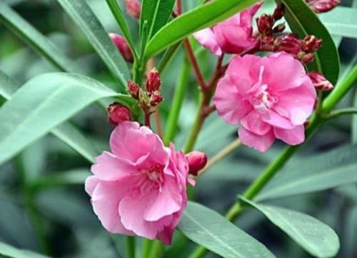 「开爆」庭院选这几款花,耐寒易打理,花美色艳,花儿轻松开爆盆