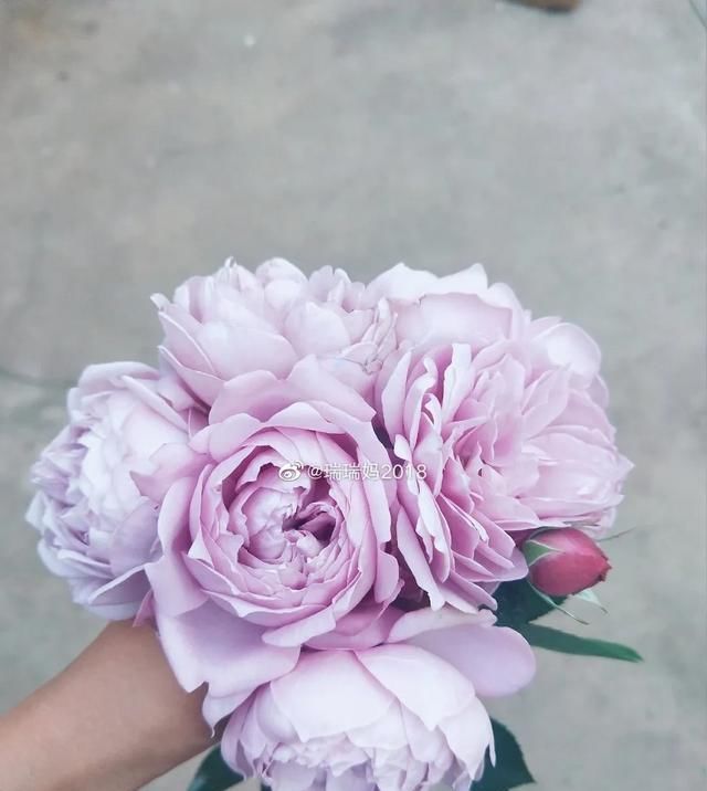  『丰花性好』狼家自育的表现到底如何，戳进来看看花友们的大实话