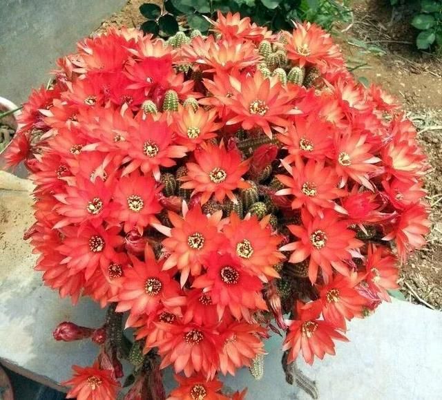  『要注意』1种仙人球超级好养，盆里长满“毛毛虫”，春夏季“花朵”爆盆
