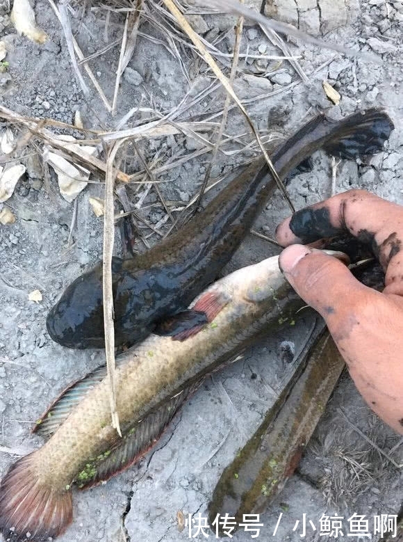 蛇头鱼入侵？广东多地现“蛇头鱼”，或因水质变好出现