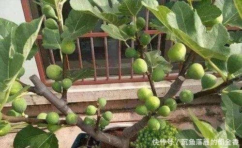  「女人」盆栽无花果，又甜又好吃，叶子也别扔，营养比果子还多，女人最爱