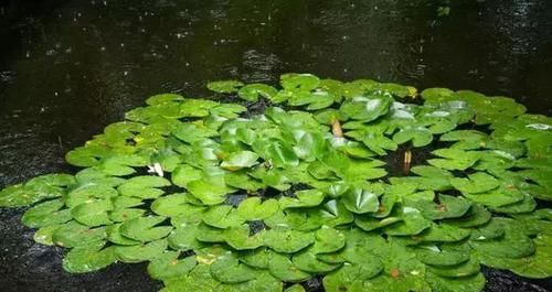  #接地#这样的私家小花园，才最接地气