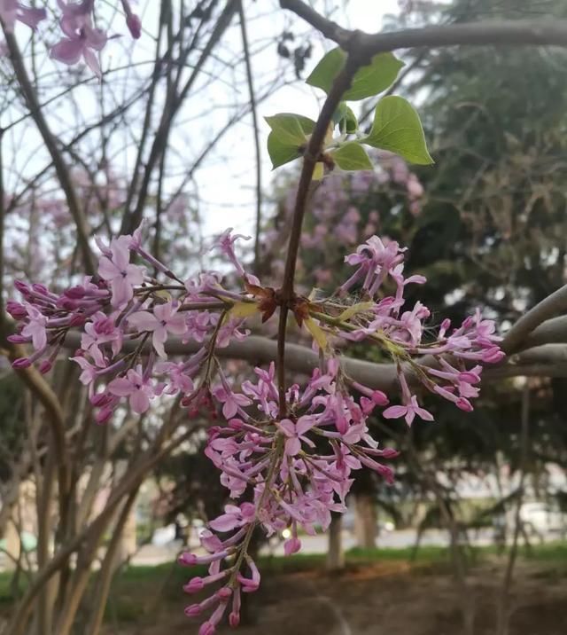  『柳丝』枝头柳丝绿，陌上花又红