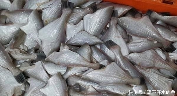  【全身】这种“老鼠鱼”，全身只有一根主刺，肉质鲜嫩，如今卖2