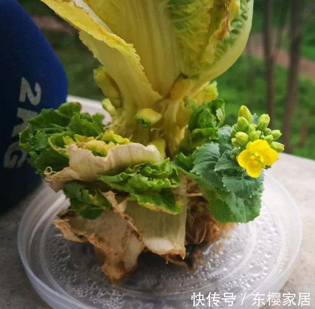 #试试#养不好的花,试试无土水培,几天长出大白根,还能开花呢!
