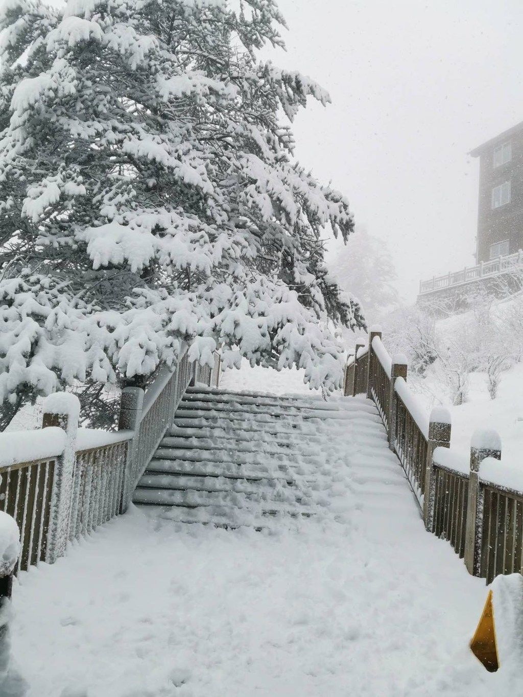  【游客】西岭雪山突降大雪，冬景再现 还有19.9元的门票可以拿！
