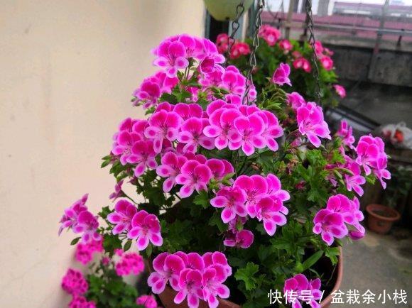 『要施肥』立夏过后,4种花进入“盛花期”,水肥及时跟上,夏天开到秋天