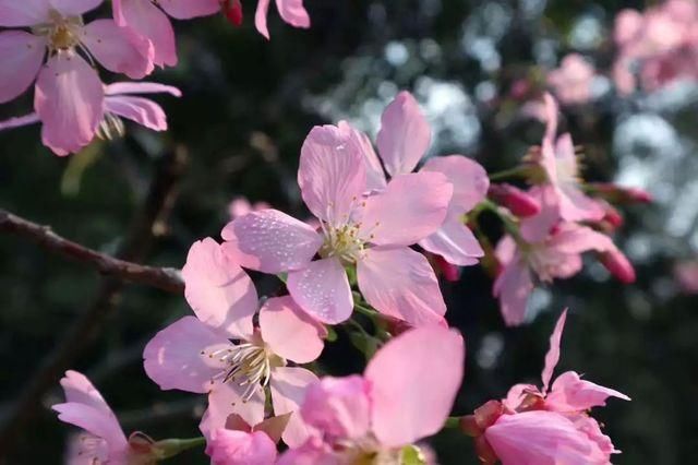 靓！佛山周边1500株樱花已盛开，最美的春天在这里~