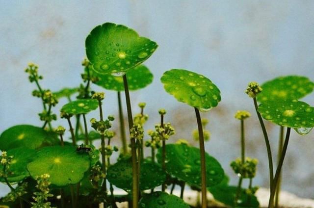  「寓意」寓意好的铜钱草开花后怎么办?就这几点会让“它”叶片油绿爆盆!