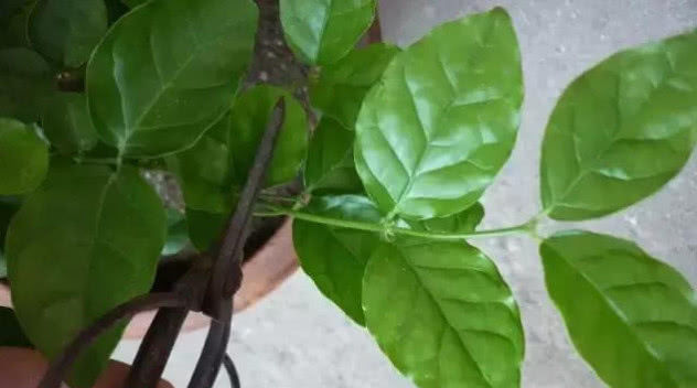  『不爽』养花只开几朵，教你1招，年年花开爆盆，多又艳，百试不爽！