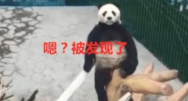 游客质疑景区大熊猫是人装的? 网友: 兼职一天300, 吃竹子加200